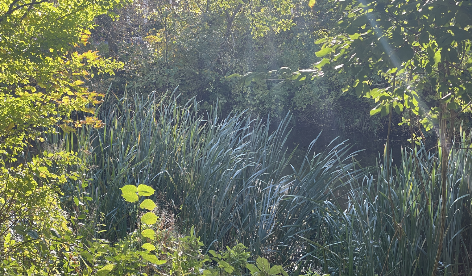 naturbillede