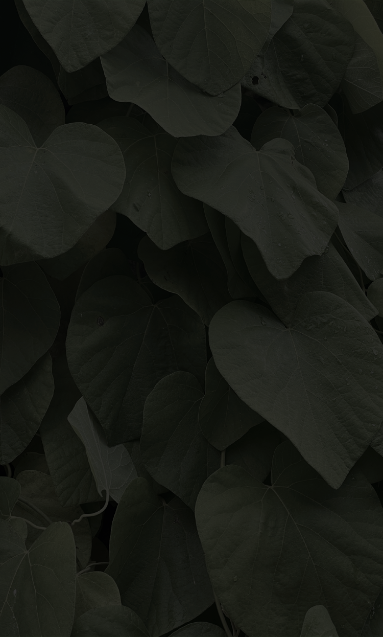 Billede af grøn plante
